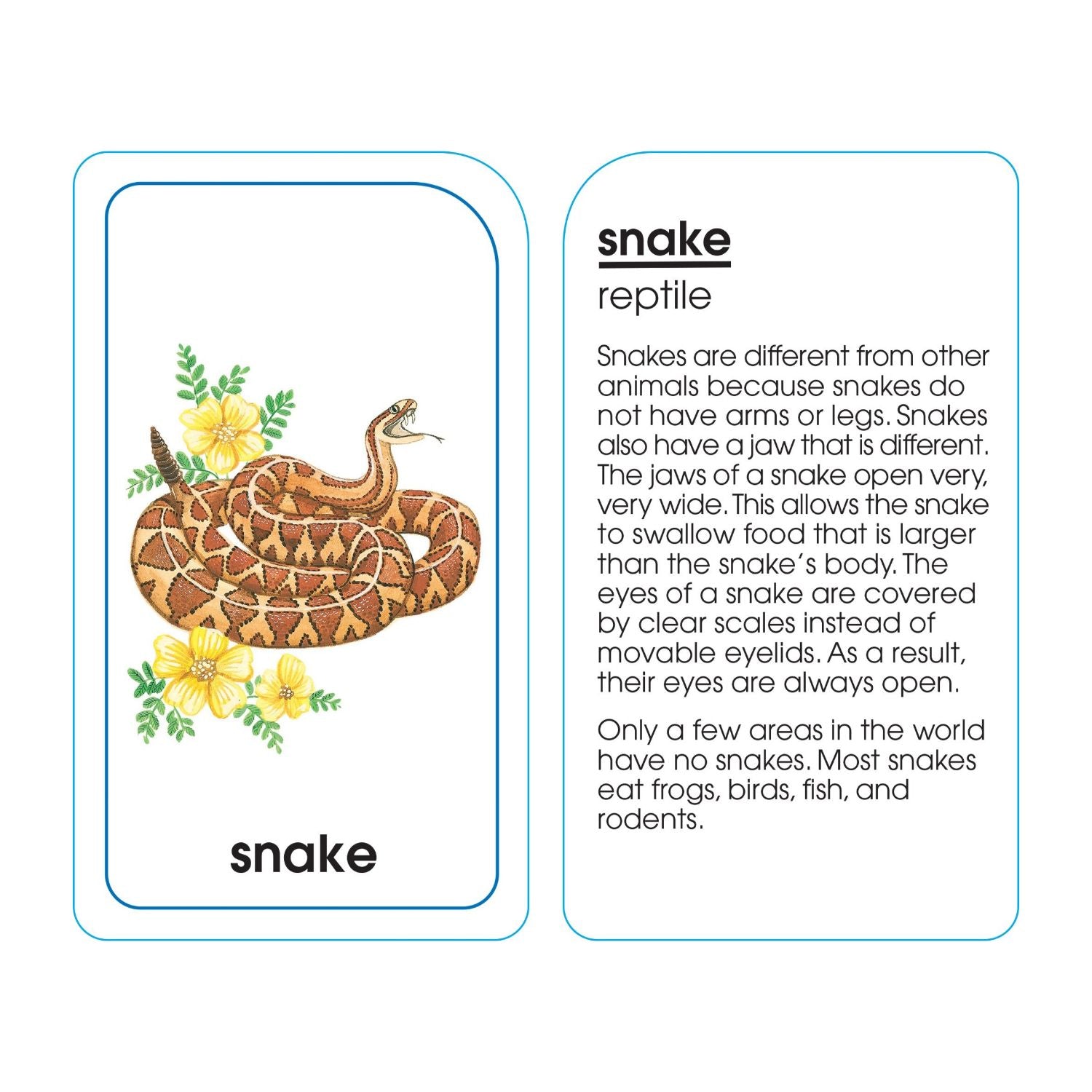 School Zone Animals of All Kinds Flash Cards - Ages 4 and Up, Preschool, Kindergarten, Animal Names