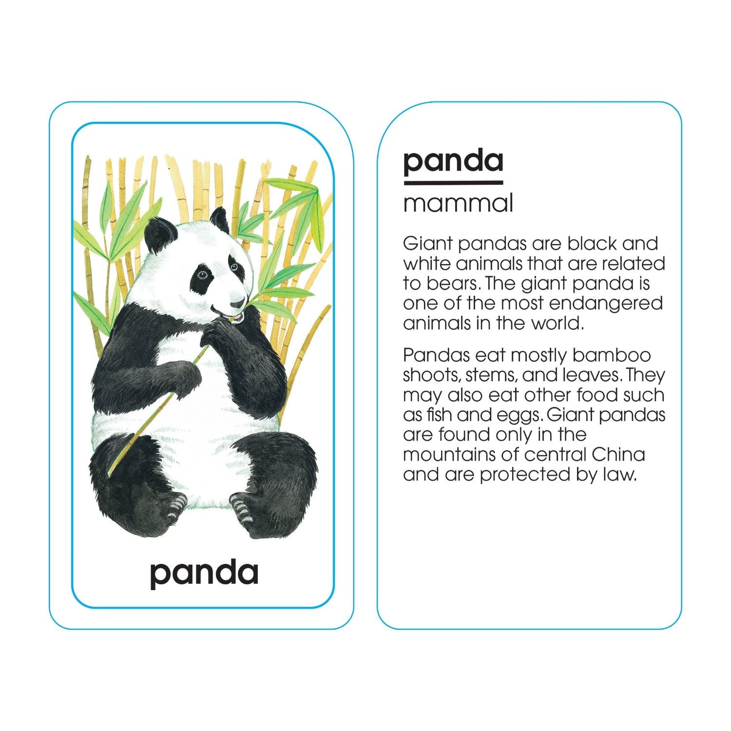 School Zone Animals of All Kinds Flash Cards - Ages 4 and Up, Preschool, Kindergarten, Animal Names