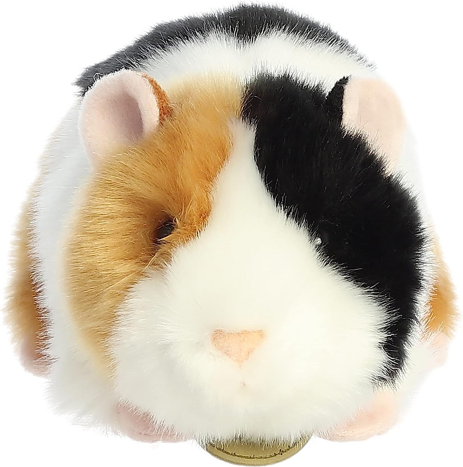 Aurora Miyoni - 7.5'' American Guinea Pig